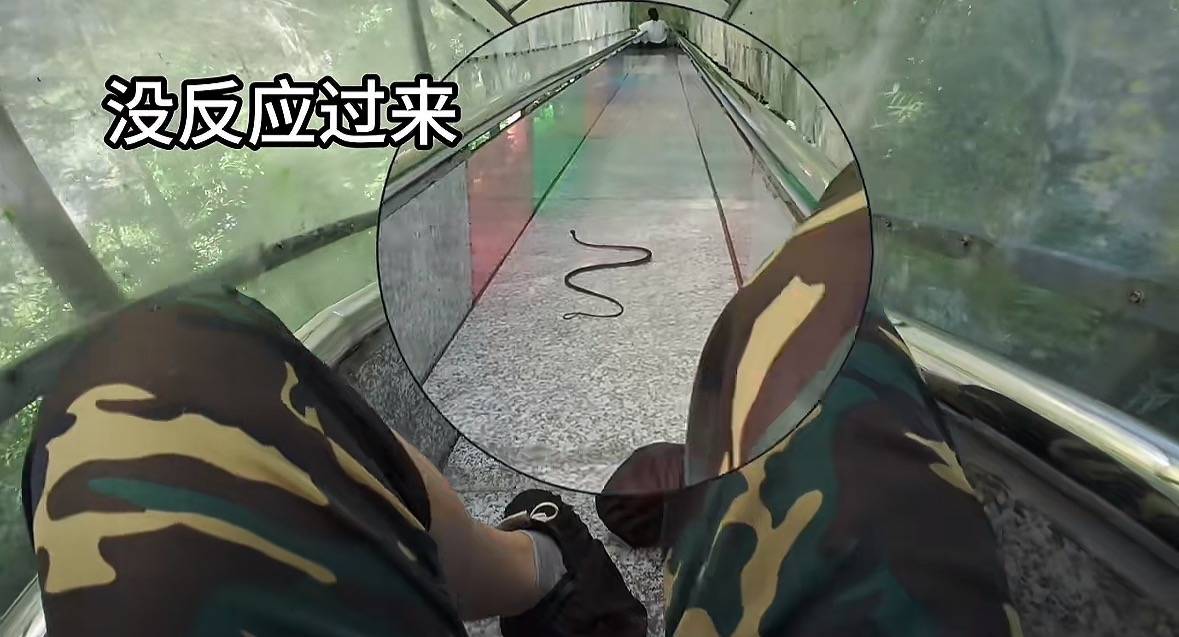 游客称在广西丹炉山滑道遇蛇,景区致歉:这么多年就这一次,每年都做防蛇处理