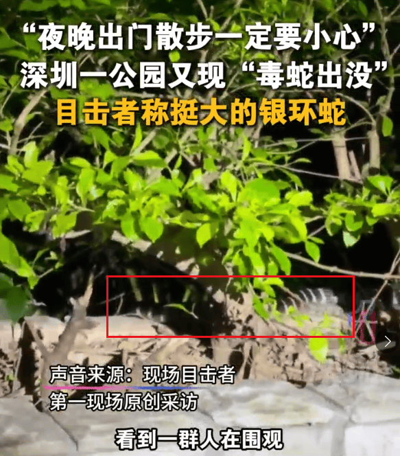 深圳市区现剧毒银环蛇！目击者：这么大、这么毒，一定要小心！