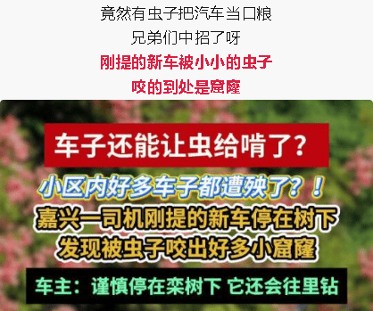 汽车被虫子啃得都是窟窿,“一边咬一边往里钻”!很多人中招