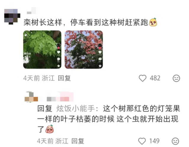 汽车被虫子啃得都是窟窿,“一边咬一边往里钻”!很多人中招