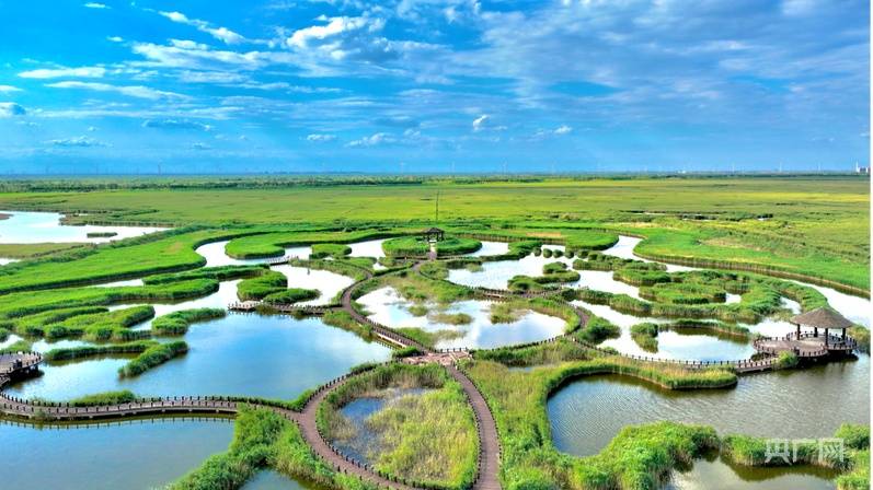 行进的海岸线|从巡护车到“AI眼” 世界自然遗产南大港湿地的生态守护