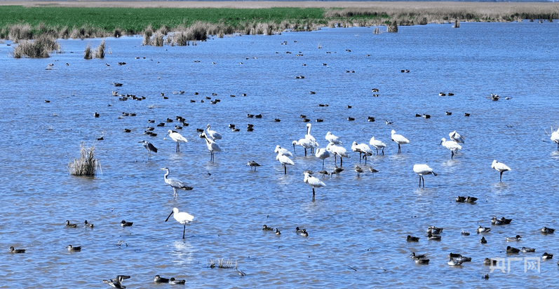 行进的海岸线｜从巡护车到“AI眼” 世界自然遗产南大港湿地的生态守护